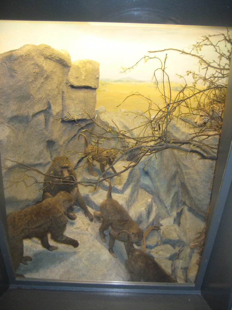 Naturhistorisk Museum Aarhus - Africa hall