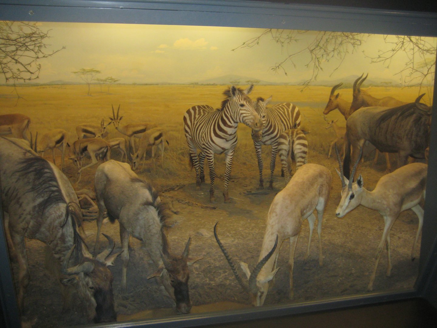 Naturhistorisk Museum Aarhus - Africa hall