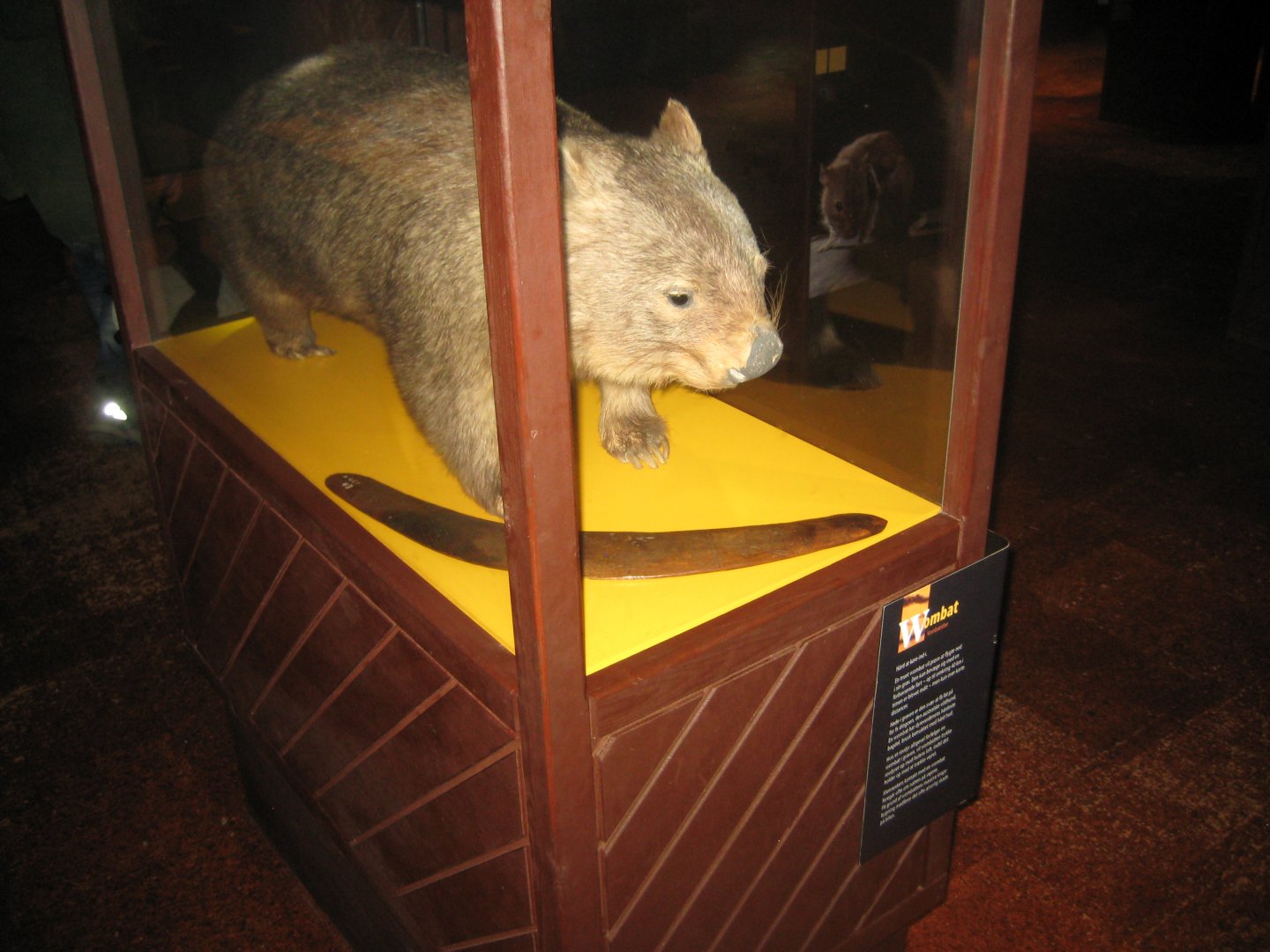 Naturhistorisk Museum Aarhus - AnimaliA