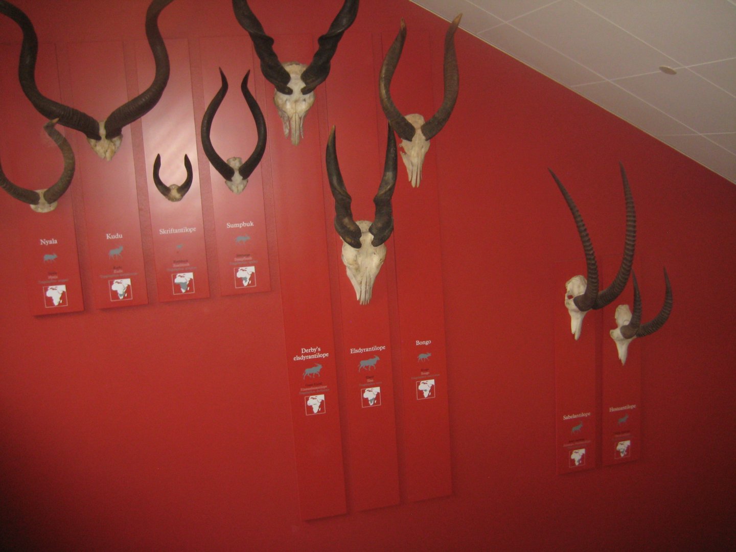 Naturhistorisk Museum Aarhus - Antelope horns