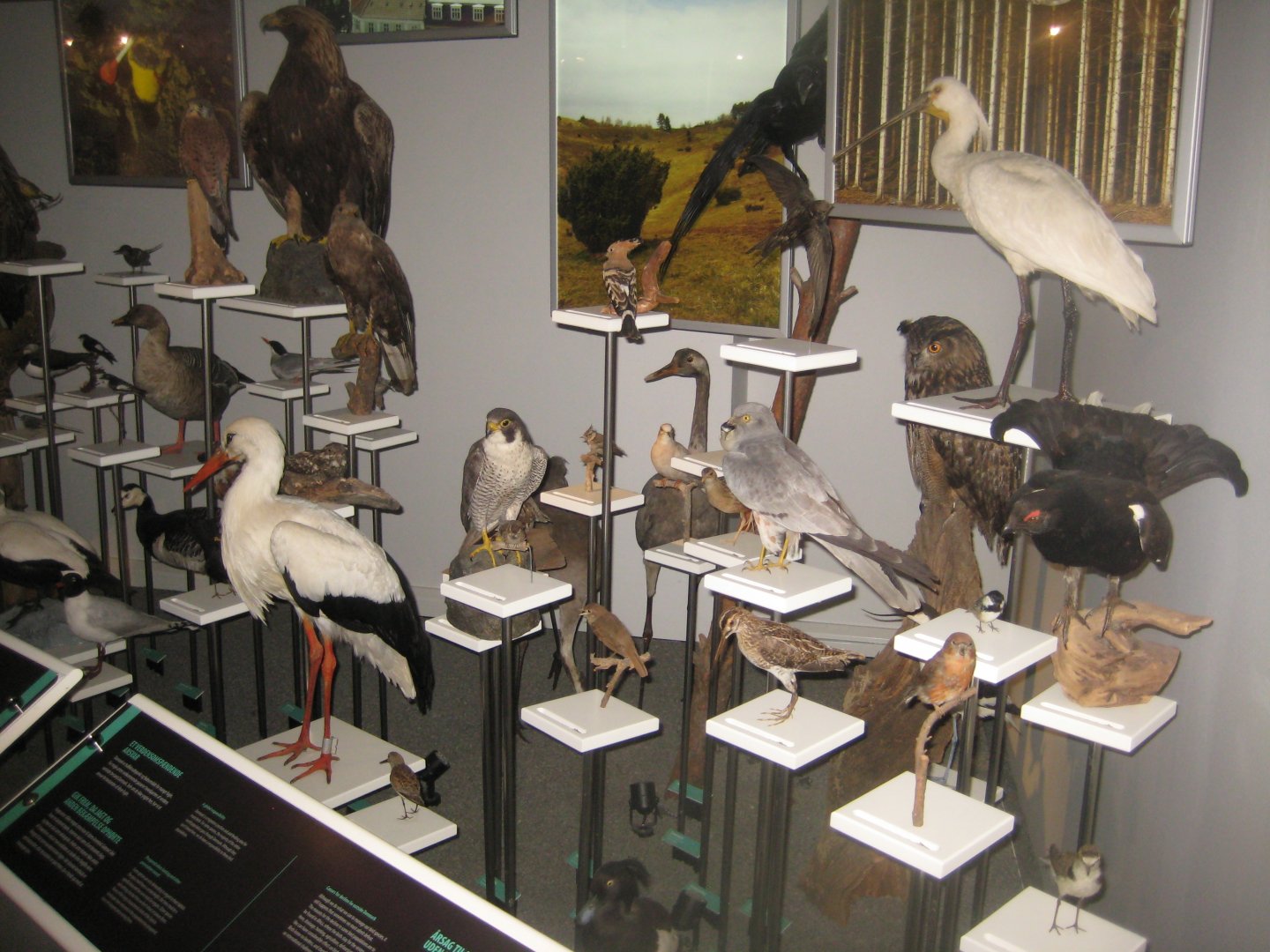 Naturhistorisk Museum Aarhus - "Den globale baghave"