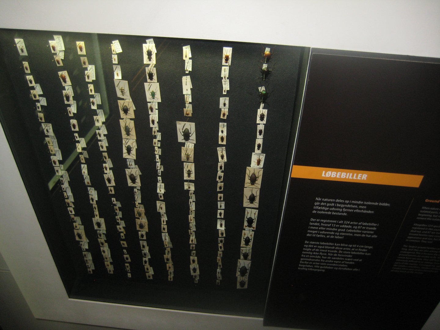 Naturhistorisk Museum Aarhus - "Den globale baghave"