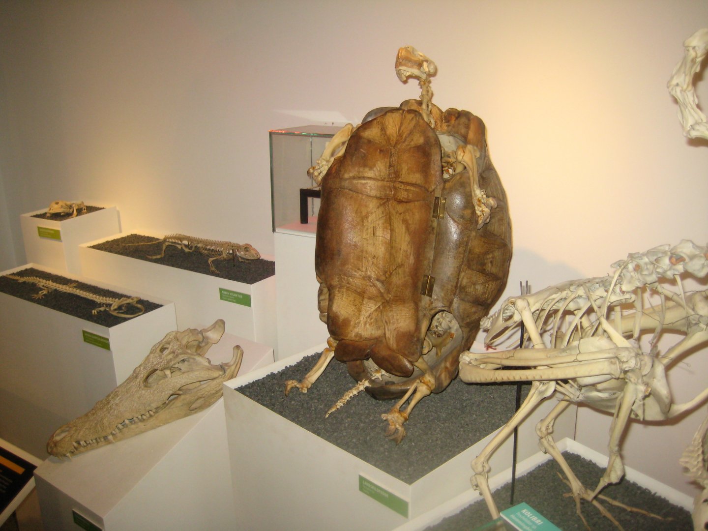 Naturhistorisk Museum Aarhus - "Den globale baghave"