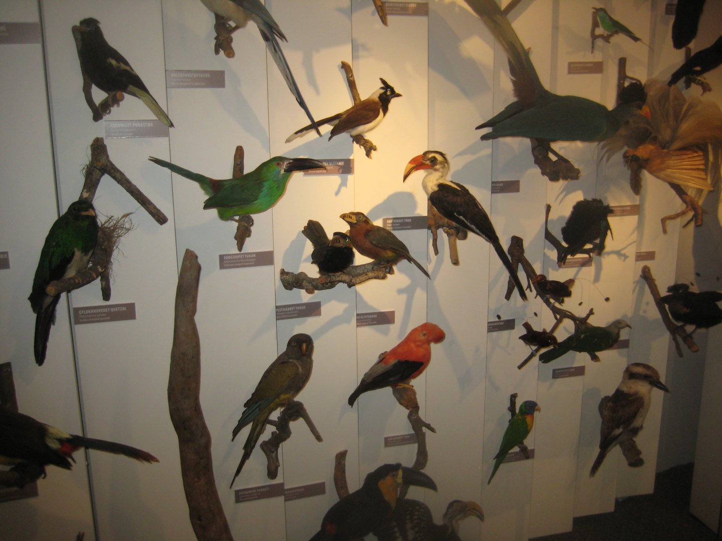 Naturhistorisk Museum Aarhus - "Den globale baghave"