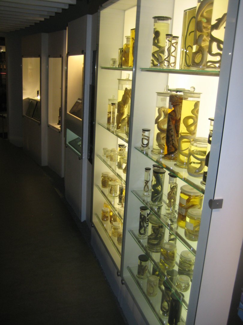 Naturhistorisk Museum Aarhus - "Den globale baghave"