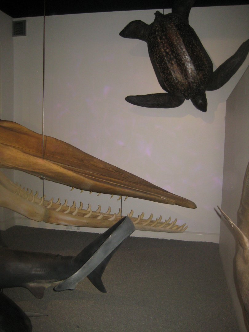 Naturhistorisk Museum Aarhus - "Den globale baghave"