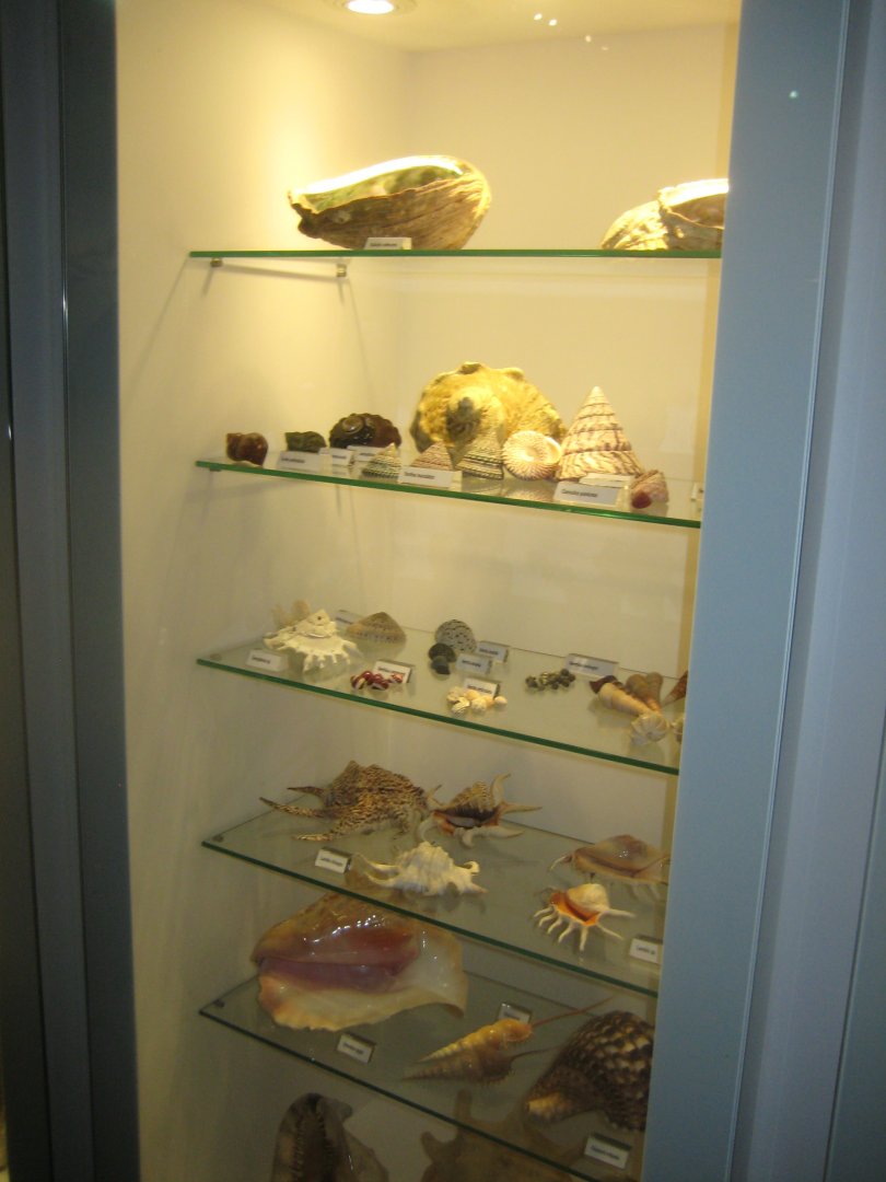 Naturhistorisk Museum Aarhus - "Den globale baghave"