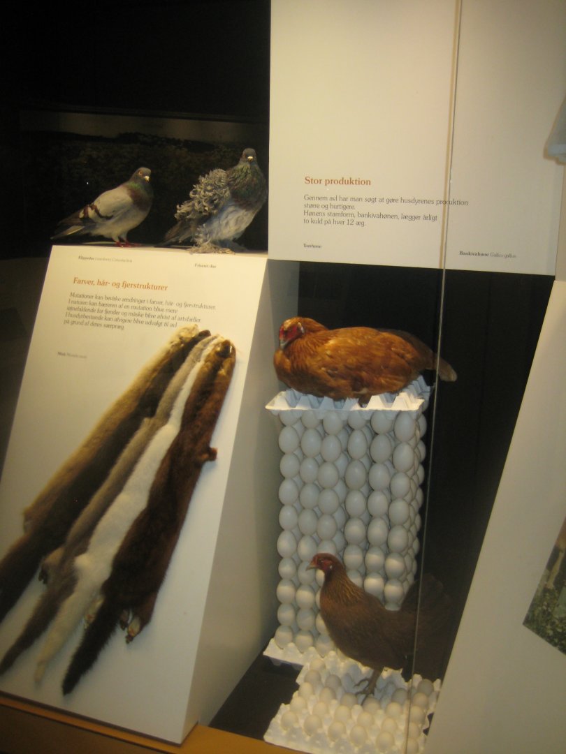 Naturhistorisk Museum Aarhus - Denmark hall