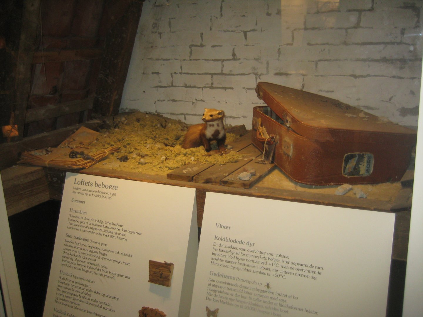 Naturhistorisk Museum Aarhus - Denmark hall