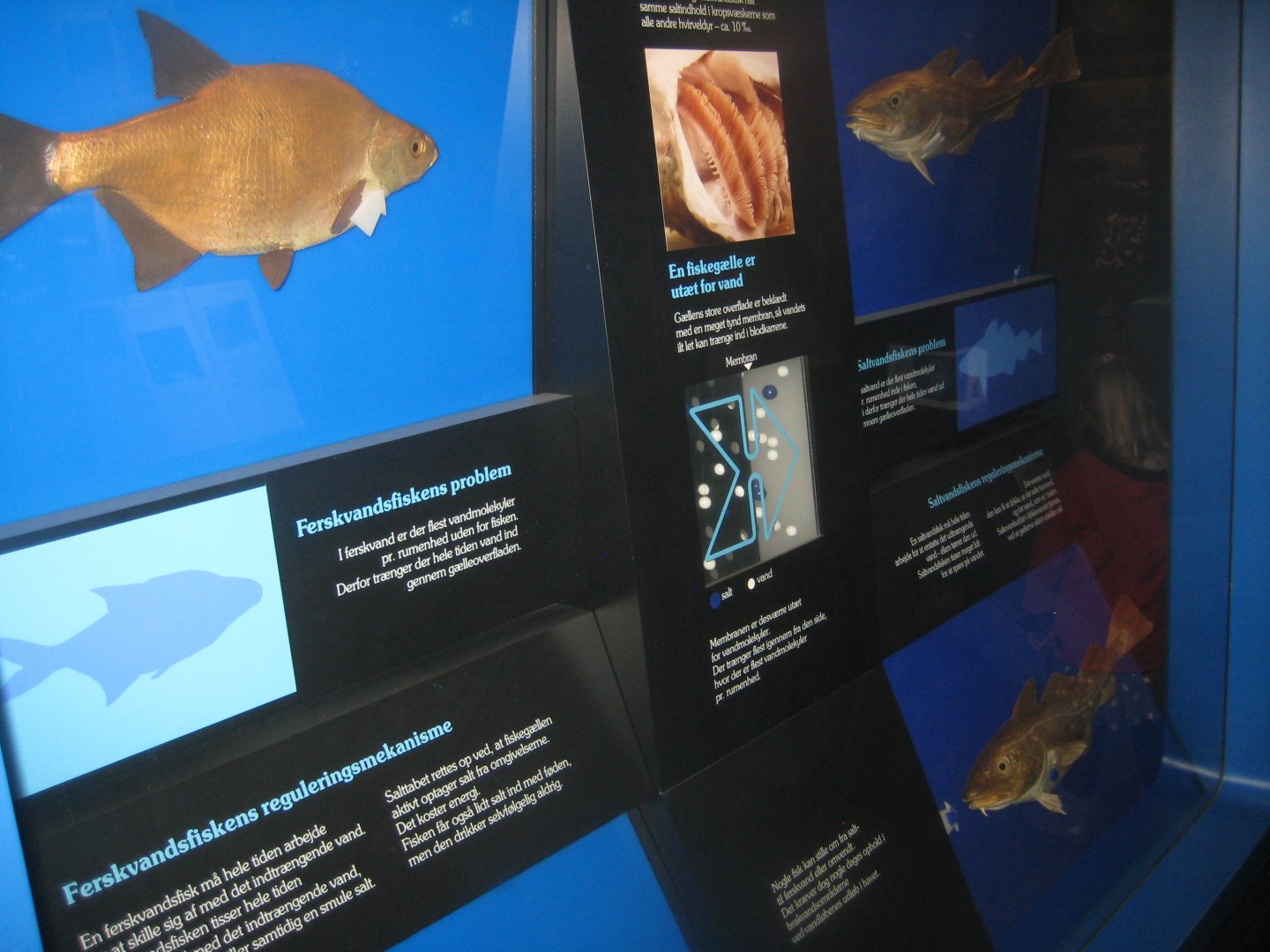 Naturhistorisk Museum Aarhus - Denmark hall