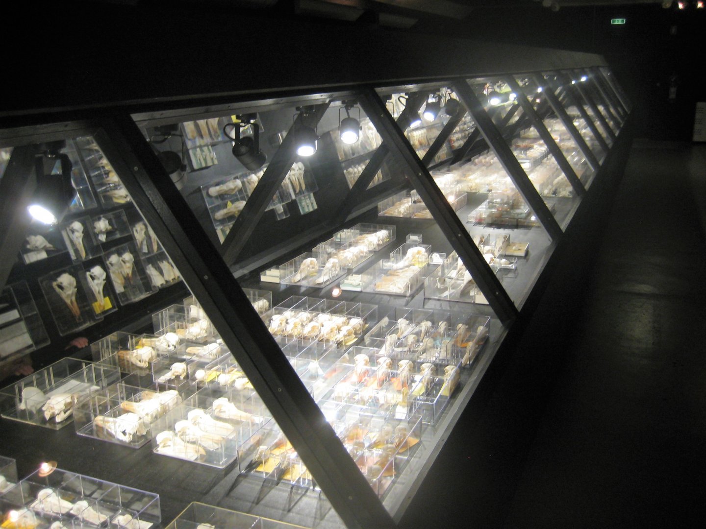 Naturhistorisk Museum Aarhus - "Én mands passion"