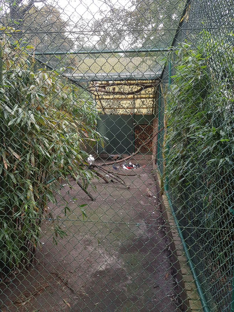 Natuurhulpcentrum Opglabbeek aviary with doves
