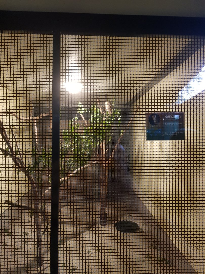 Natuurhulpcentrum Opglabbeek Barn owl