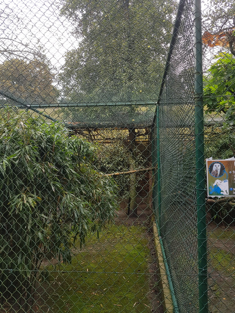 Natuurhulpcentrum Opglabbeek Barn owls