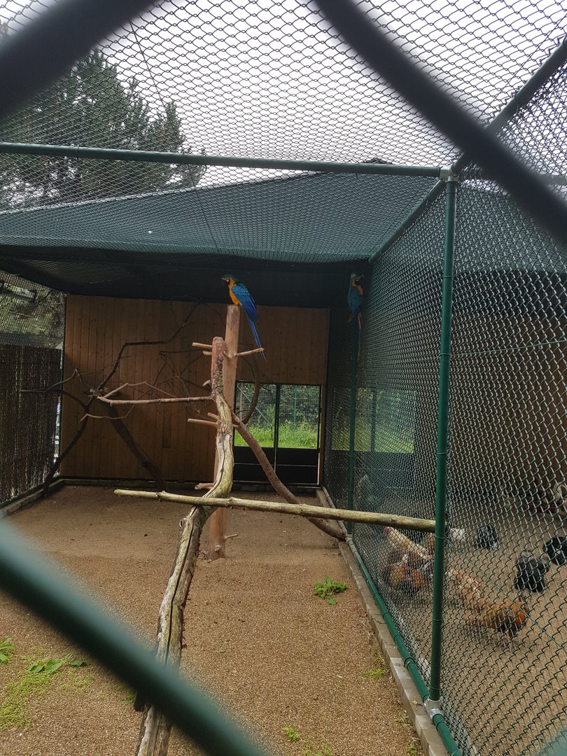 Natuurhulpcentrum Opglabbeek Blue-and-yellow macaw aviary