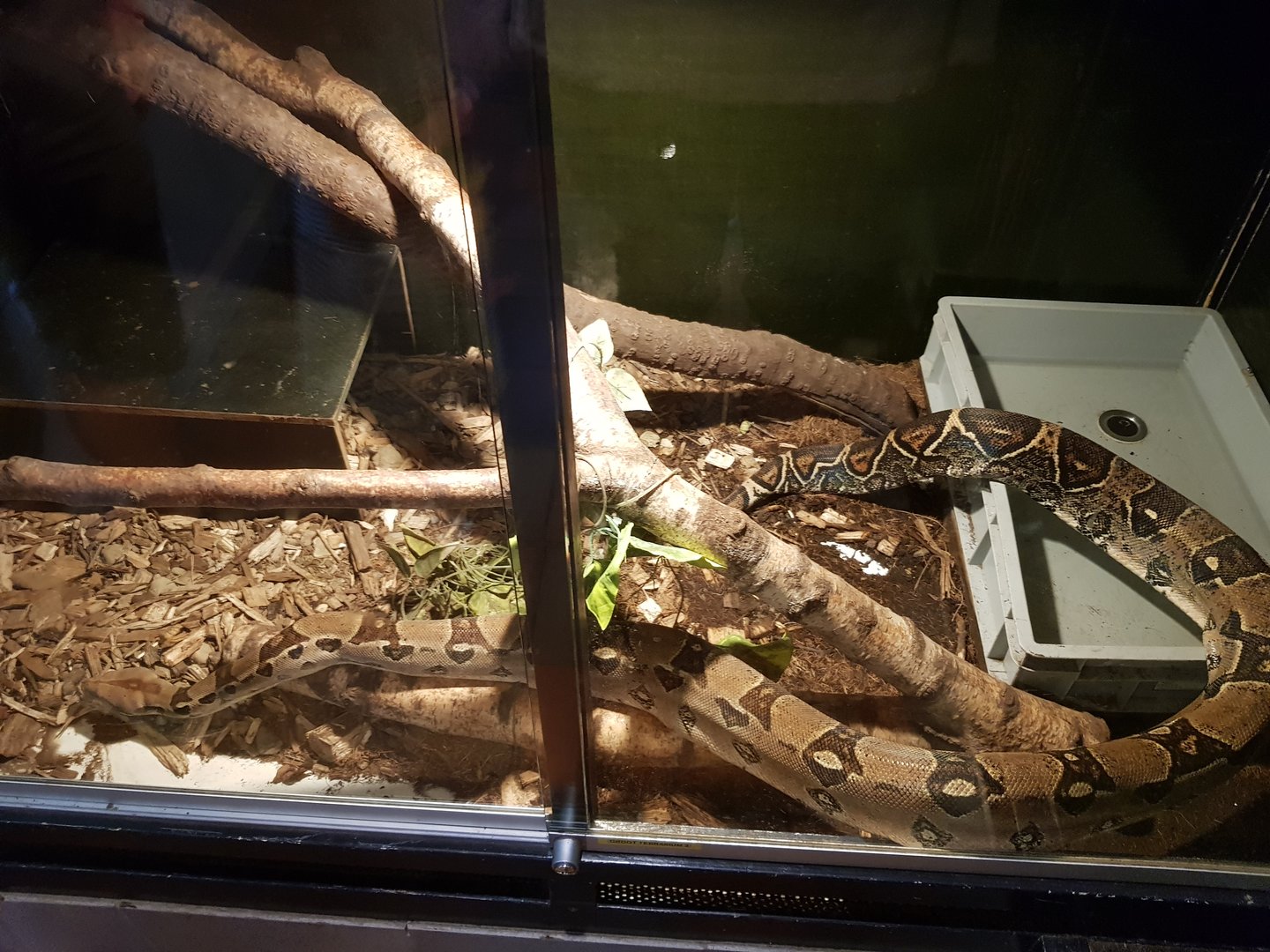 Natuurhulpcentrum Opglabbeek boa constrictor