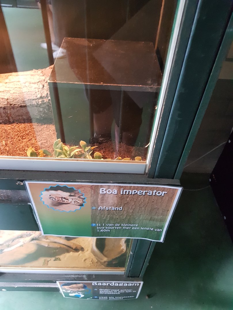Natuurhulpcentrum Opglabbeek Boa imperator