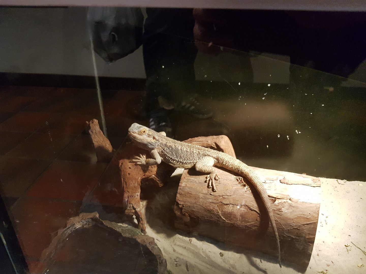 Natuurhulpcentrum Opglabbeek Central bearded dragon