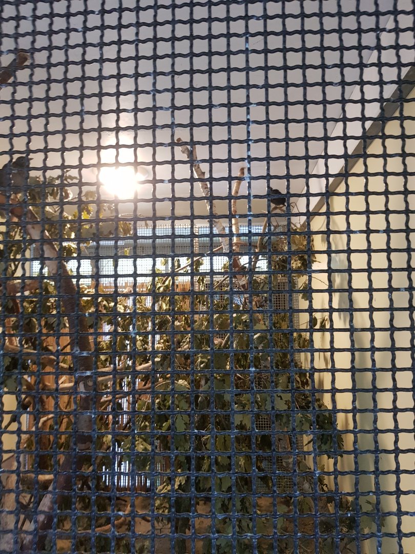 Natuurhulpcentrum Opglabbeek Common blackbird