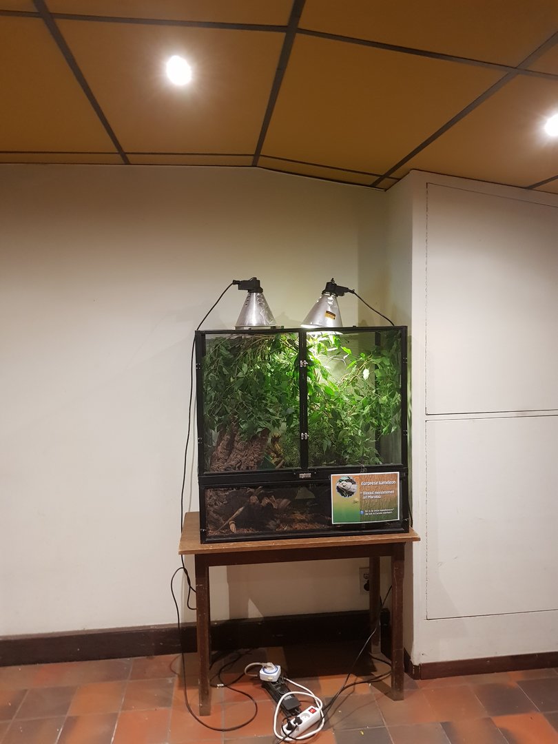 Natuurhulpcentrum Opglabbeek Common chameleon