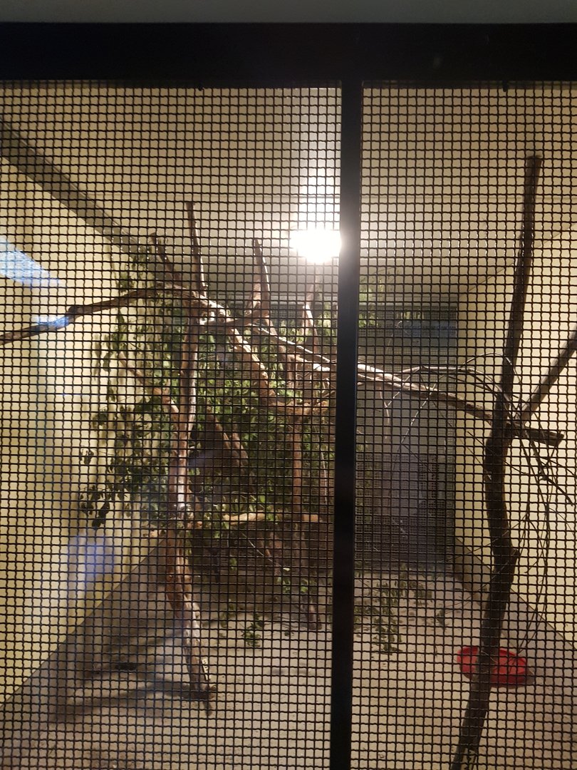 Natuurhulpcentrum Opglabbeek Common kestrels