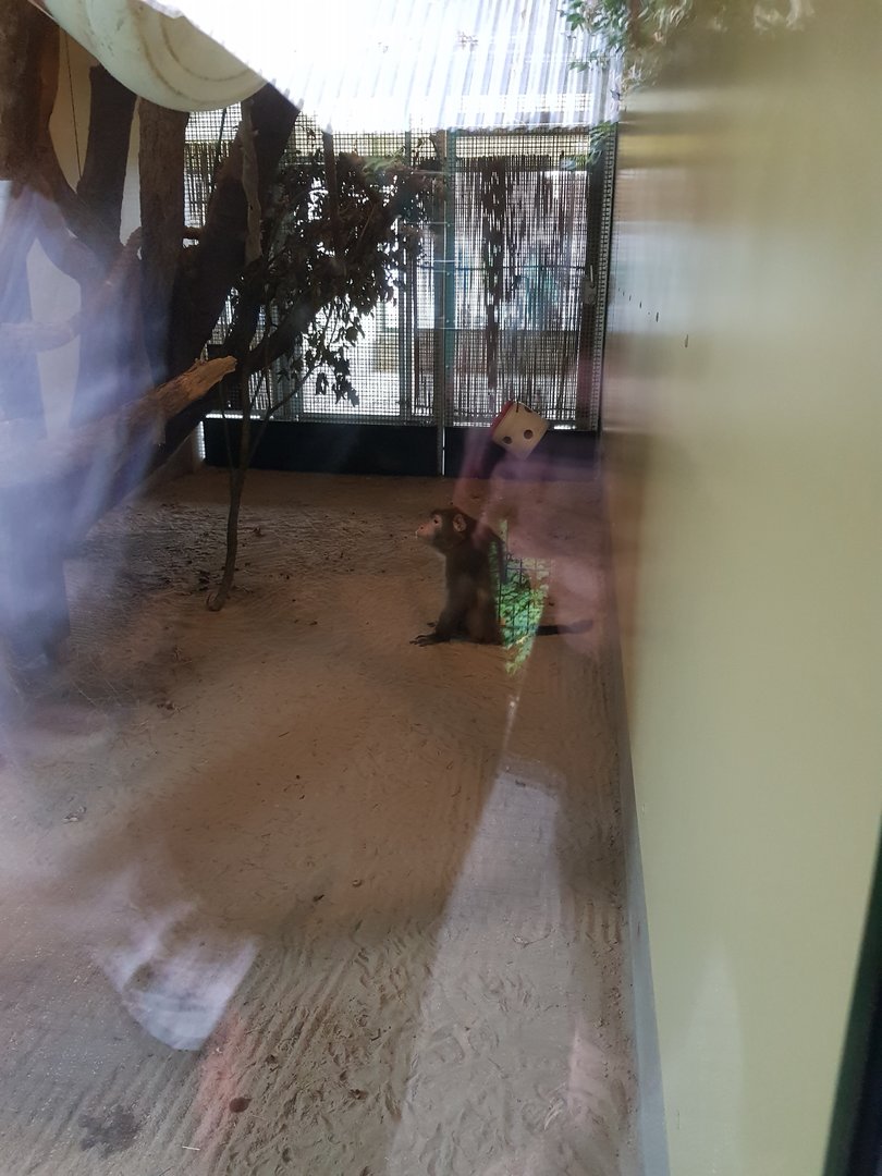 Natuurhulpcentrum Opglabbeek crab eating macaque