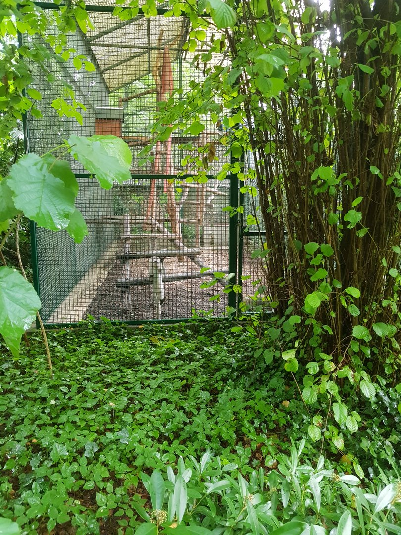 Natuurhulpcentrum Opglabbeek crab eating macaque