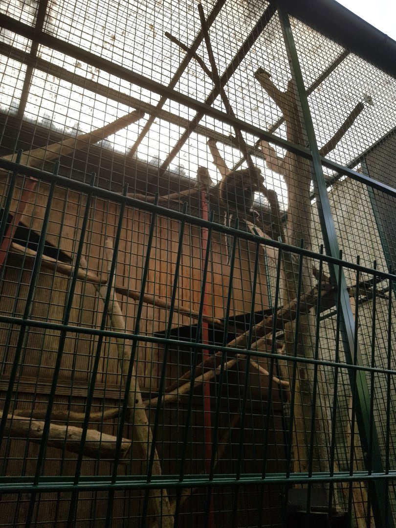 Natuurhulpcentrum Opglabbeek crab eating macaque