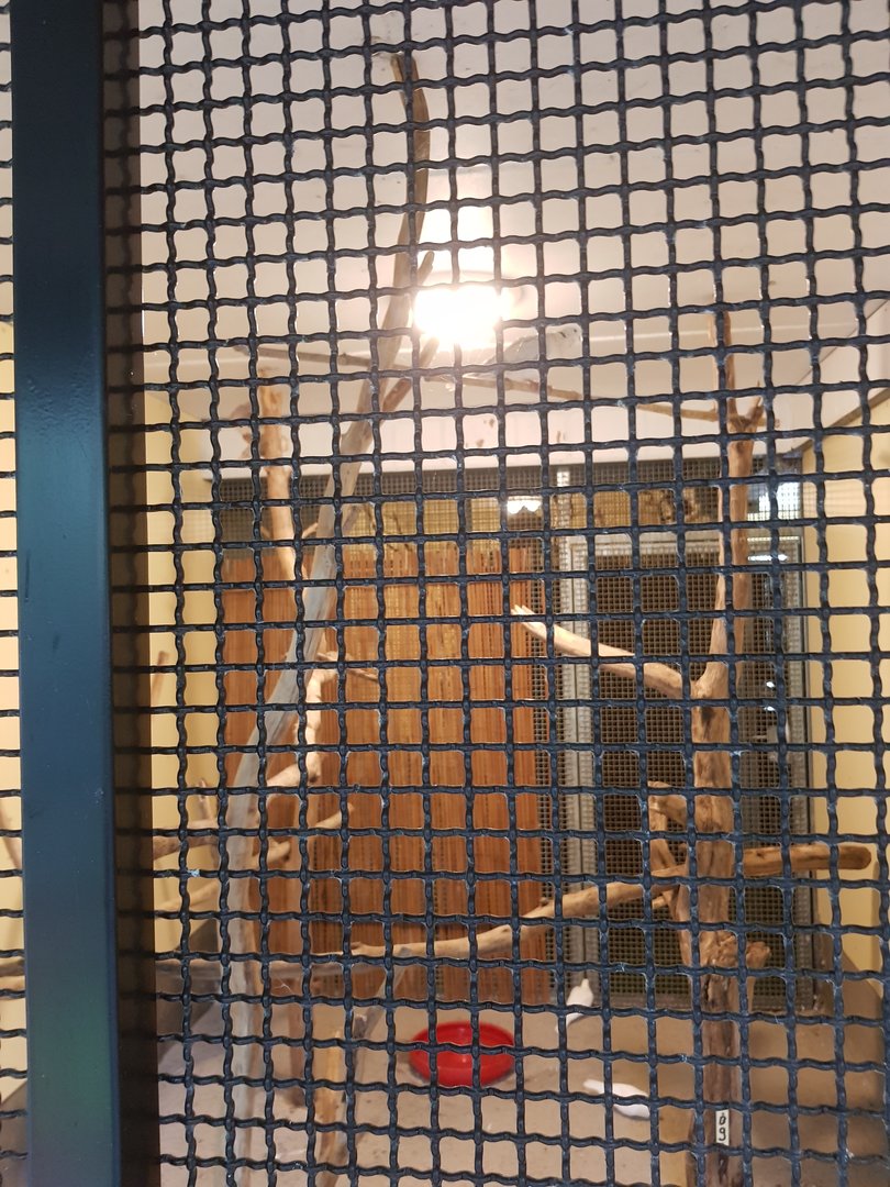 Natuurhulpcentrum Opglabbeek Doves