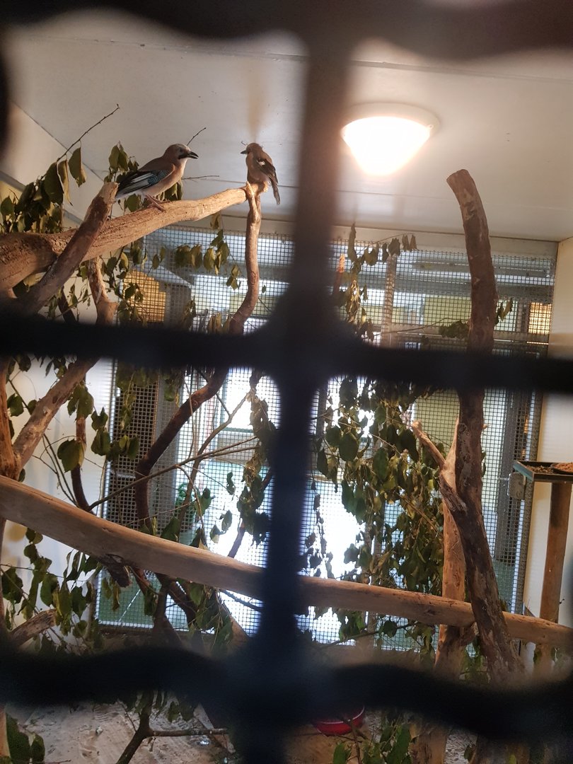 Natuurhulpcentrum Opglabbeek Eurasian jay