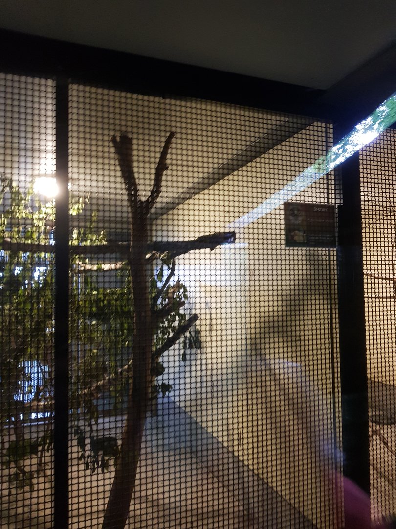 Natuurhulpcentrum Opglabbeek Eurasian sparrowhawk