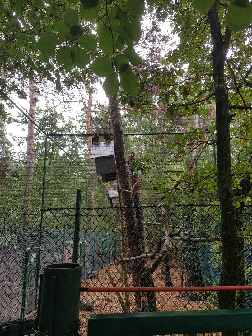 Natuurhulpcentrum Opglabbeek exotic aviary