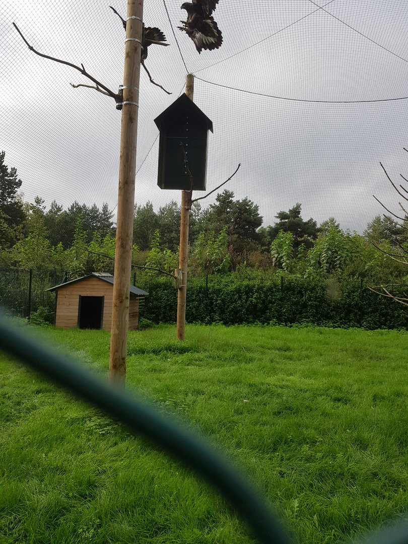 Natuurhulpcentrum Opglabbeek Golden eagle aviary