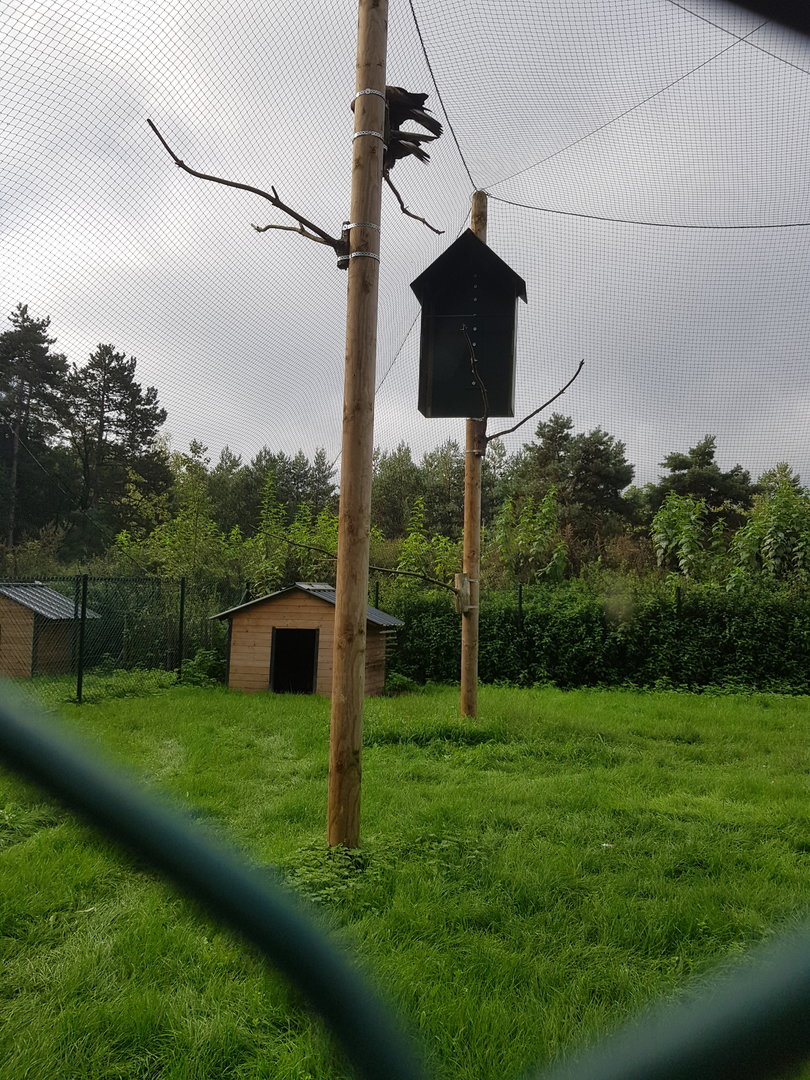 Natuurhulpcentrum Opglabbeek Golden eagle aviary