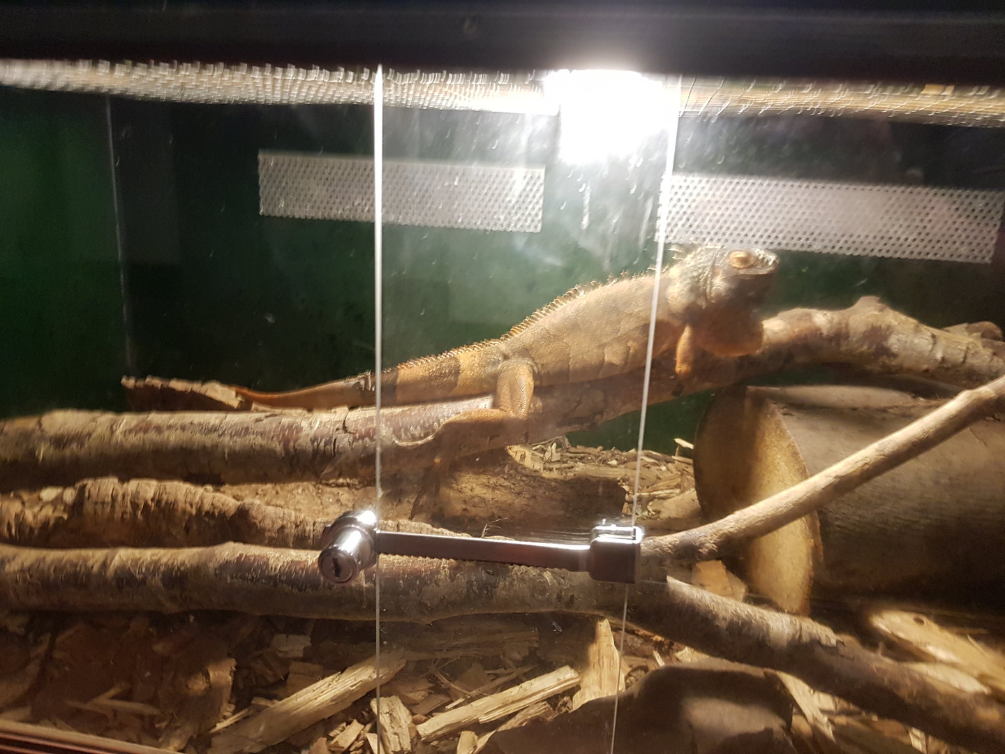 Natuurhulpcentrum Opglabbeek Green iguana