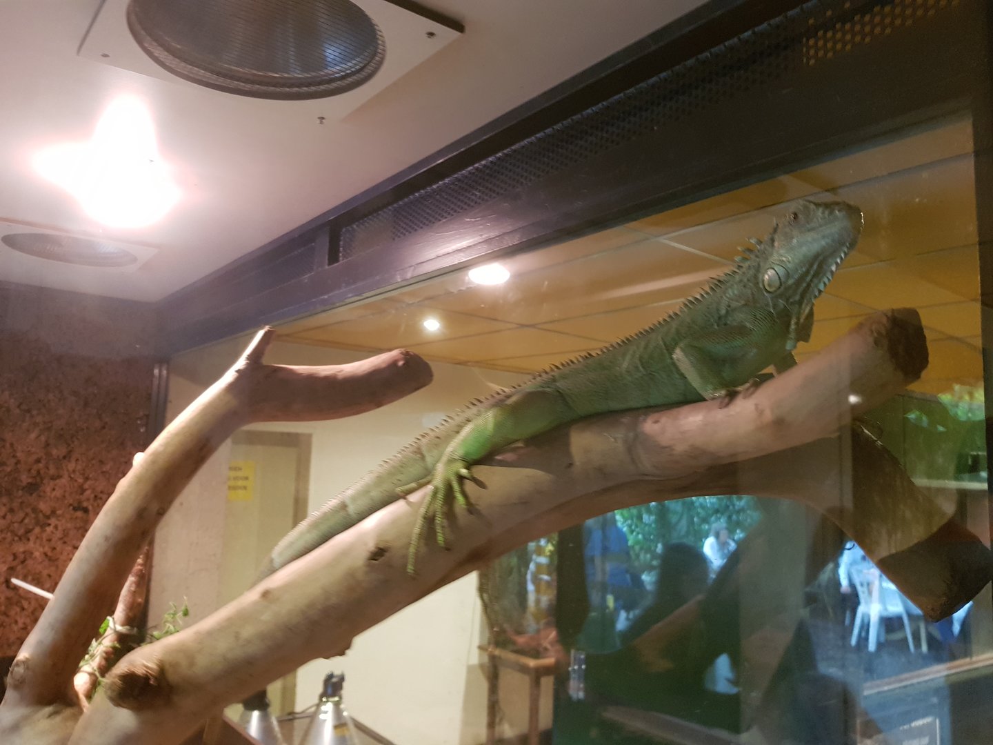Natuurhulpcentrum Opglabbeek Green iguana