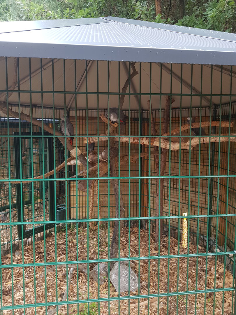 Natuurhulpcentrum Opglabbeek Grey parrot