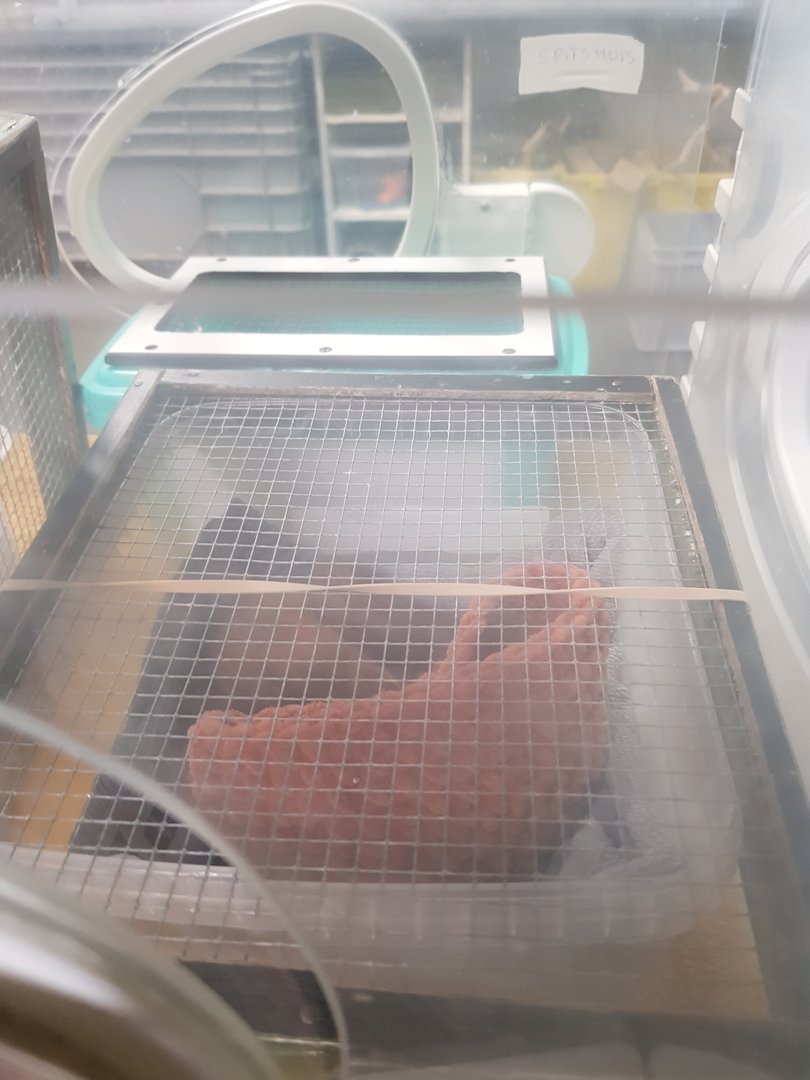 Natuurhulpcentrum Opglabbeek ICU