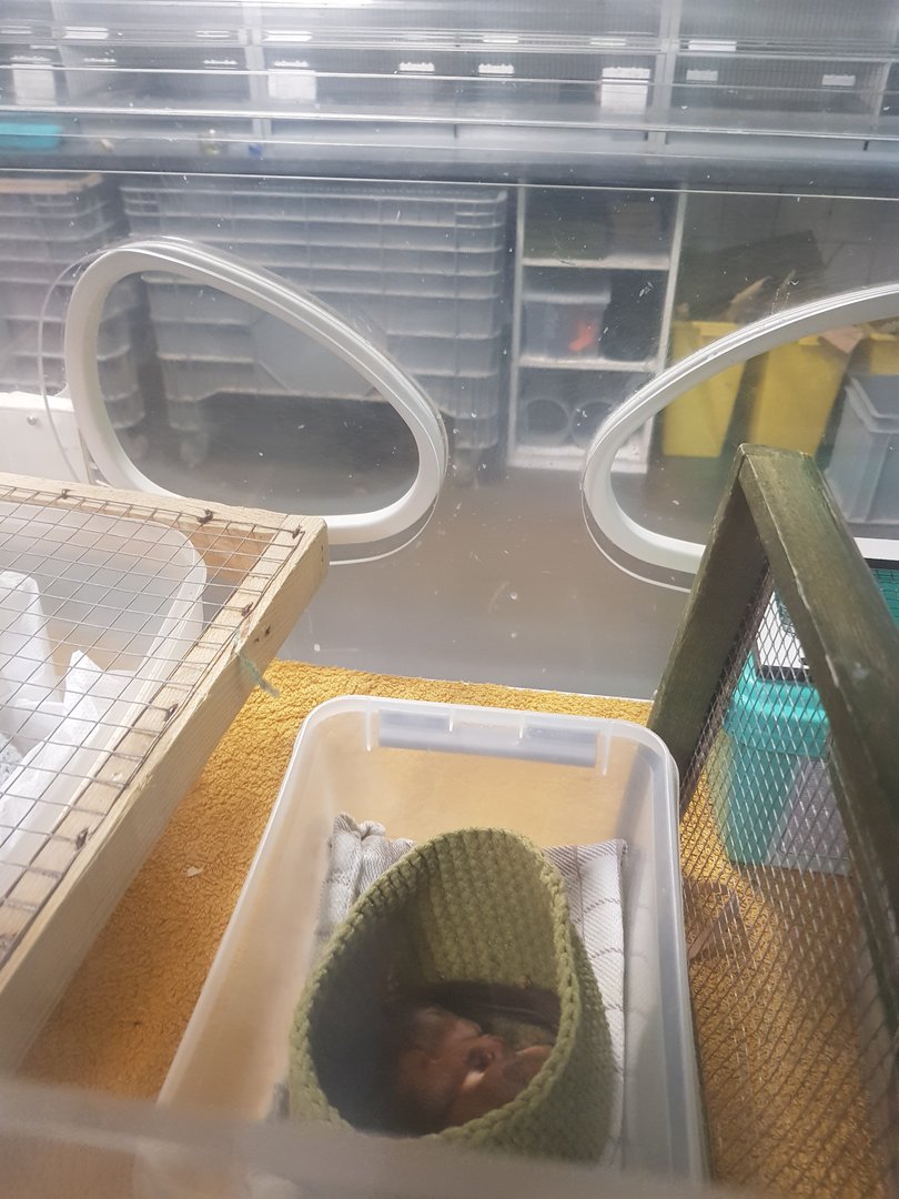 Natuurhulpcentrum Opglabbeek ICU