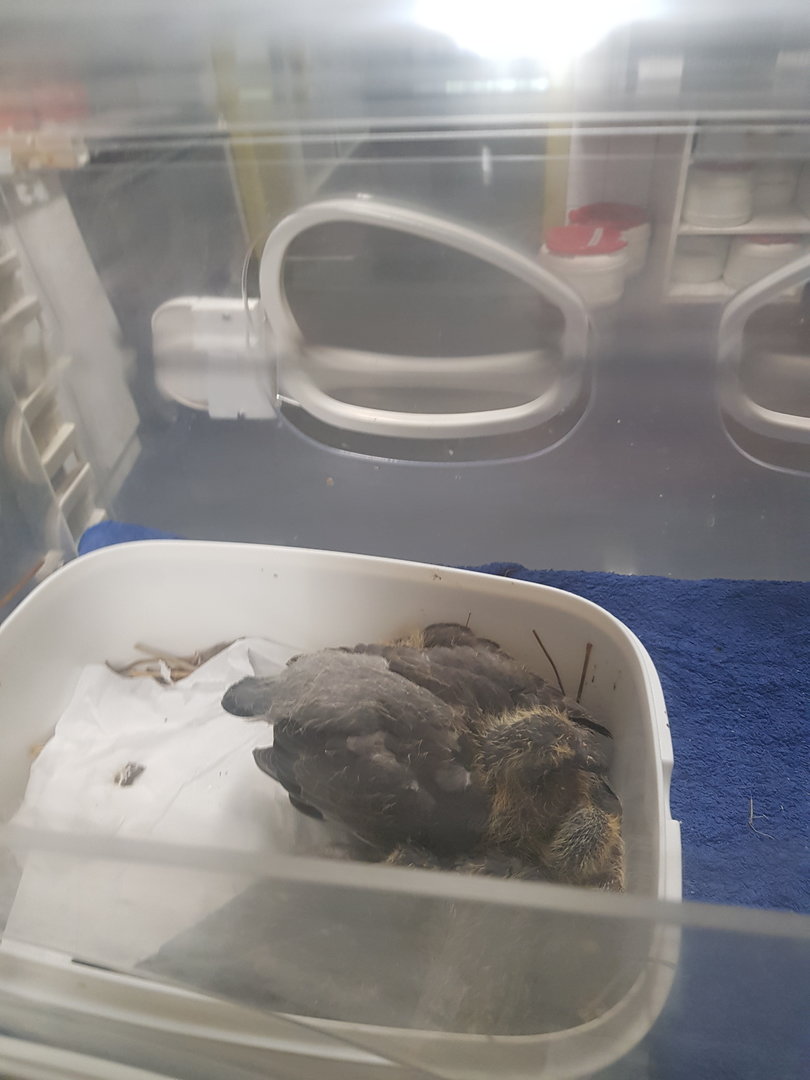 Natuurhulpcentrum Opglabbeek ICU