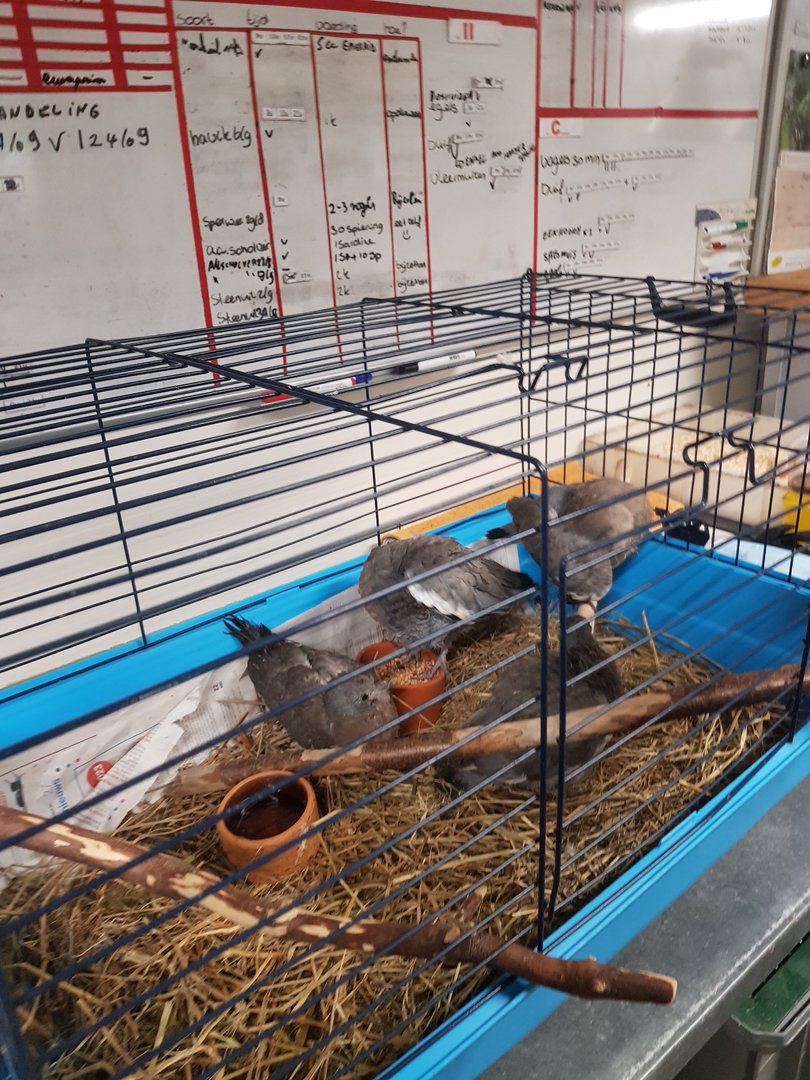 Natuurhulpcentrum Opglabbeek ICU