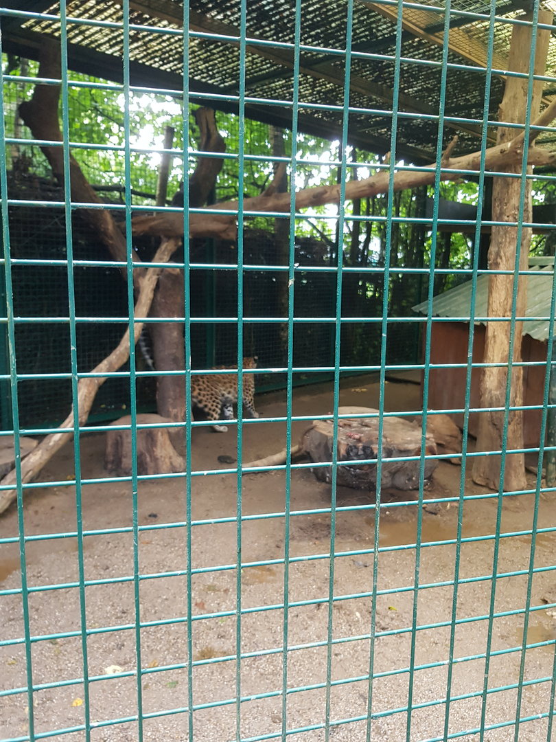 Natuurhulpcentrum Opglabbeek leopards