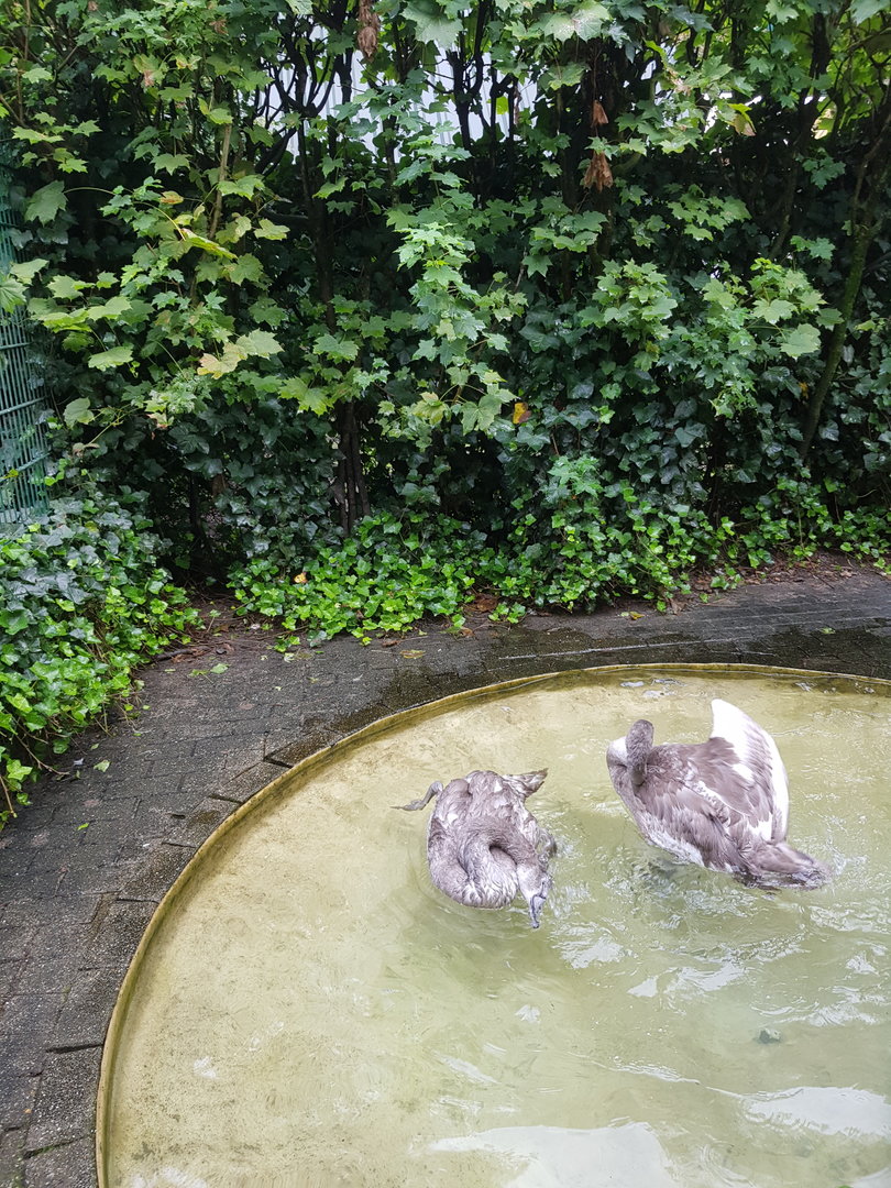 Natuurhulpcentrum Opglabbeek Mute swan juveniles