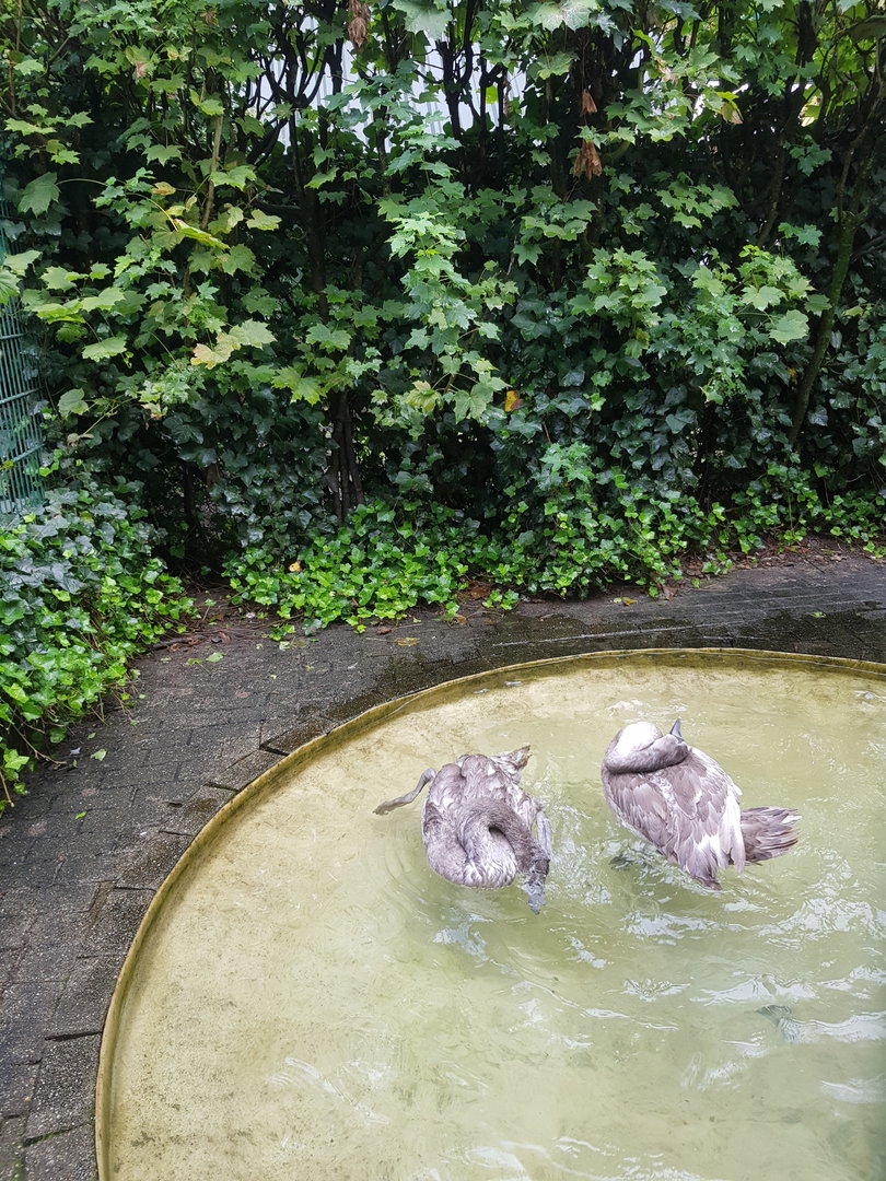 Natuurhulpcentrum Opglabbeek Mute swan juveniles