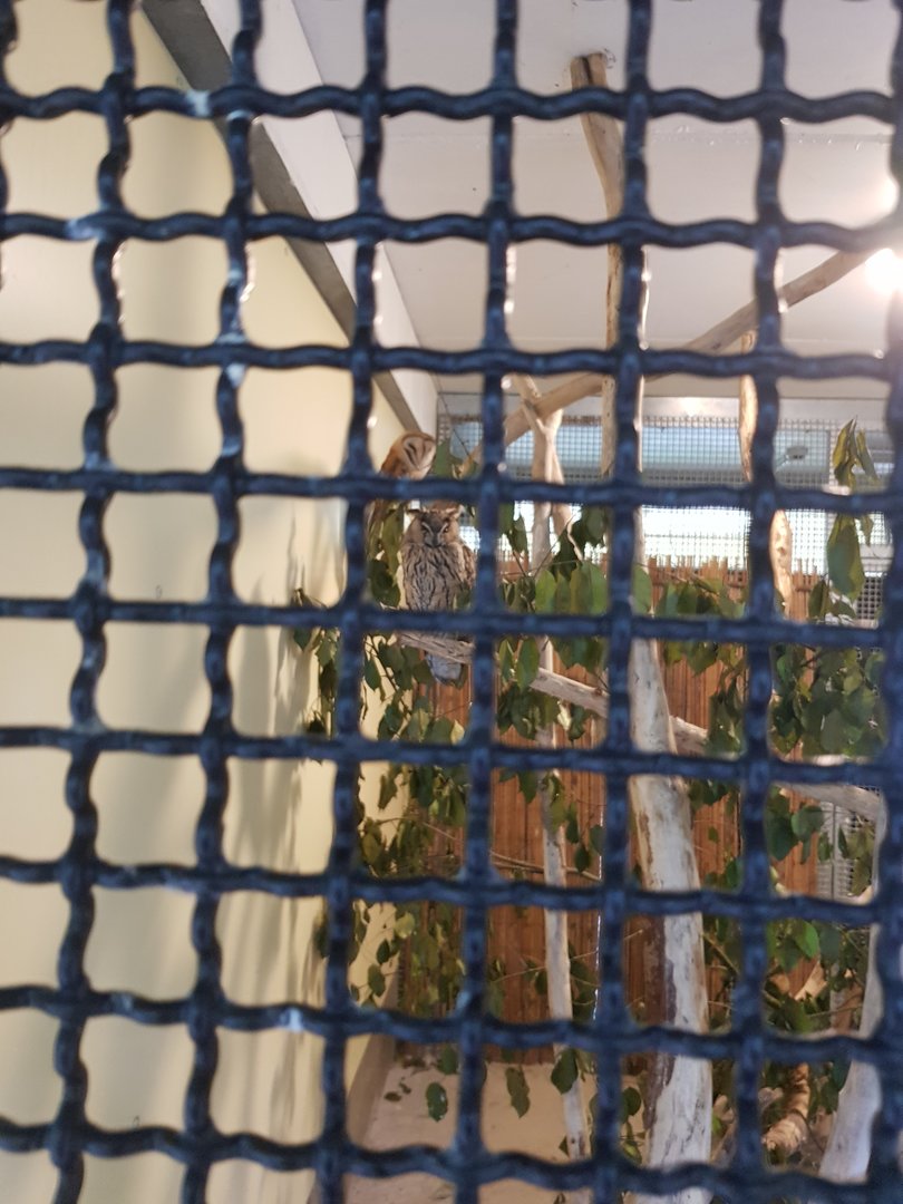 Natuurhulpcentrum Opglabbeek Owls