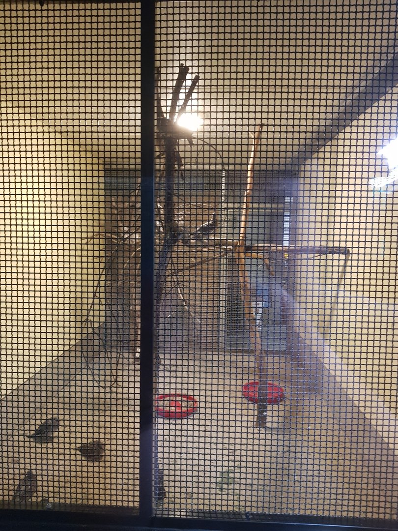 Natuurhulpcentrum Opglabbeek pigeons