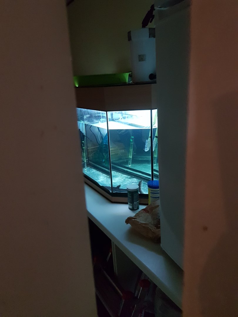 Natuurhulpcentrum Opglabbeek Random fish