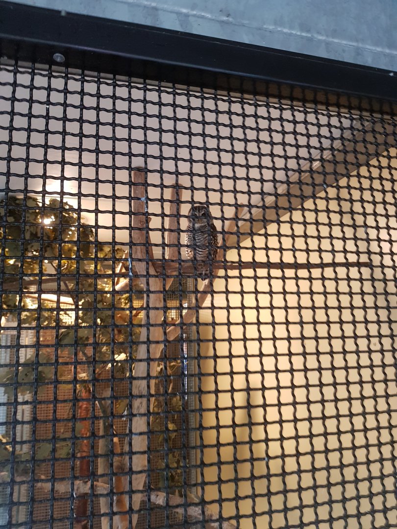 Natuurhulpcentrum Opglabbeek Rufous-legged owl