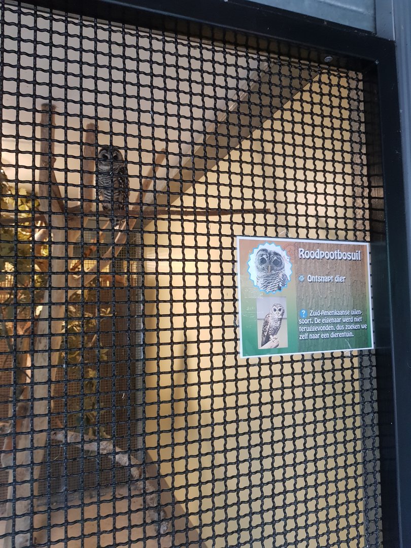 Natuurhulpcentrum Opglabbeek Rufous-legged owl