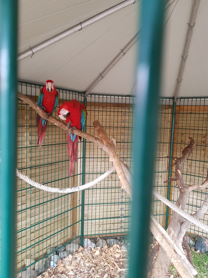 Natuurhulpcentrum Opglabbeek Scarlet macaw